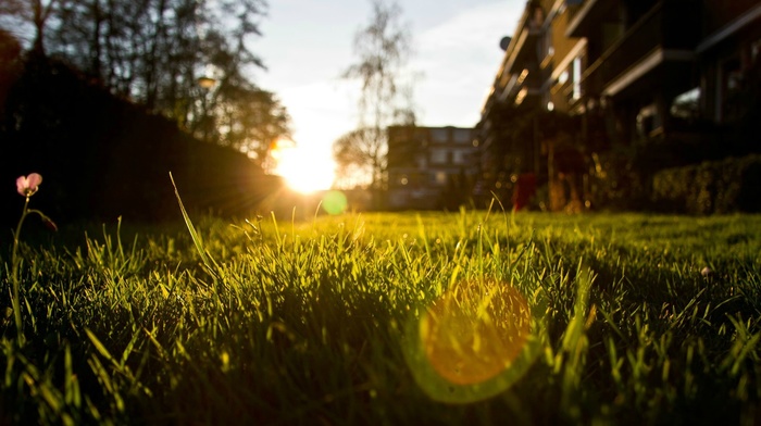 nature, grass, lens flare, depth of field