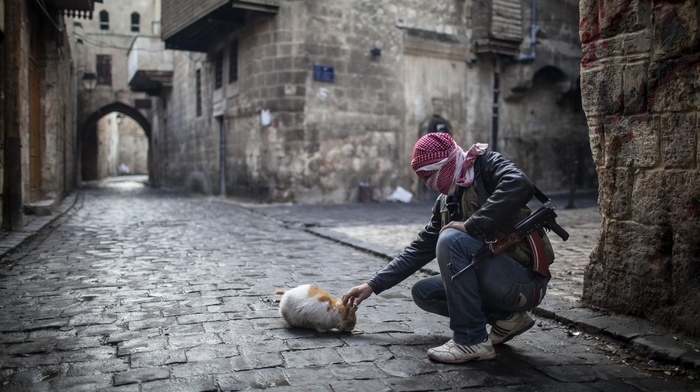 gun, street, cat, war, Syria, Aleppo