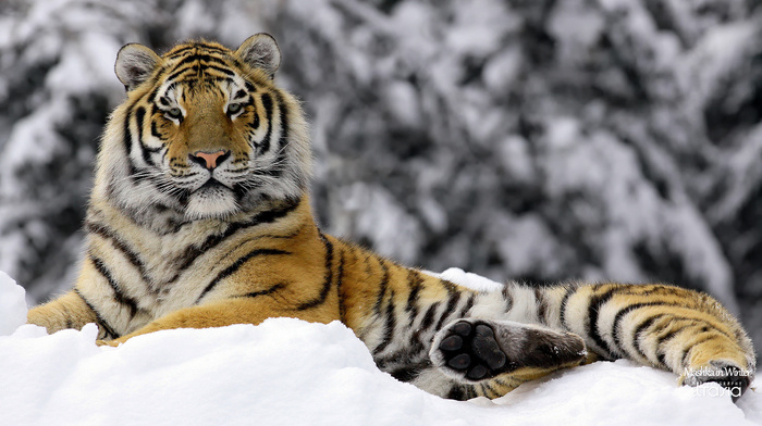 winter, tiger, animals