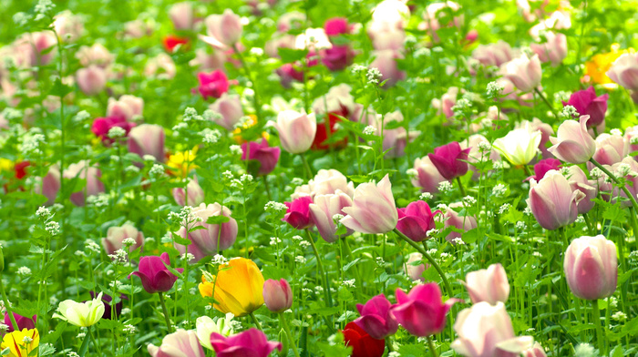 spring, nature, plants, tulips, flowers, field