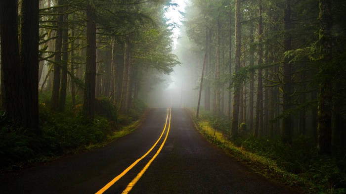 forest, road, trees