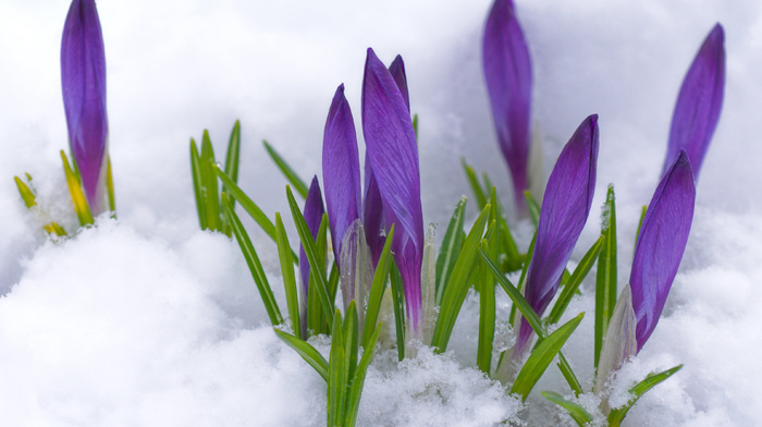 flowers, snow, purple, spring
