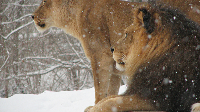 snow, winter, lion, animals