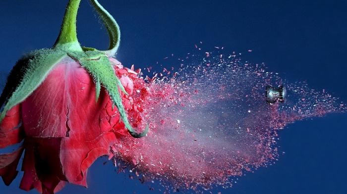 fly, rose, flowers, background