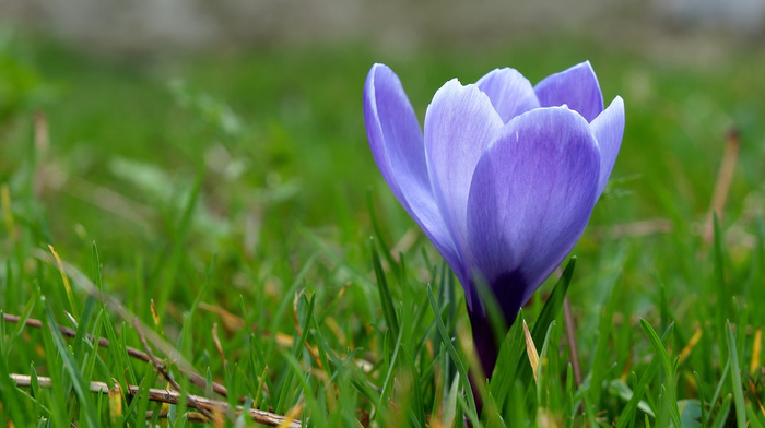 spring, blue, grass, flowers, flower, macro