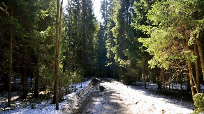 nature, spring, road, snow, Christmas tree, winter, forest