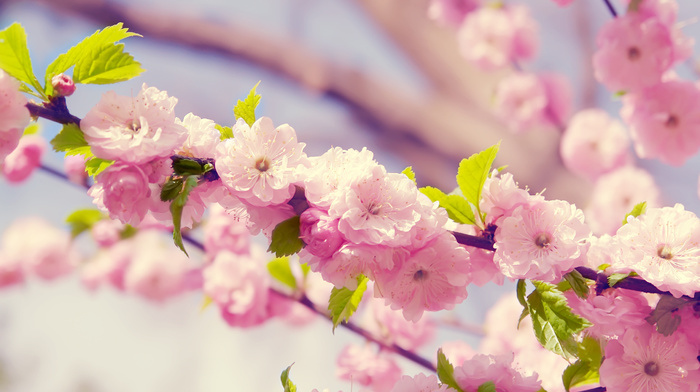 sakura, spring, petals, flowers, bloom