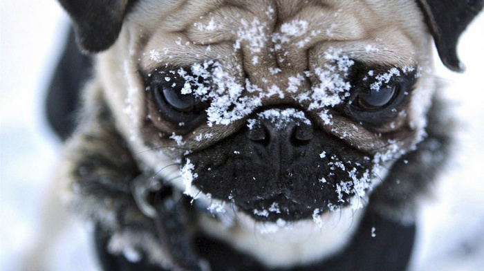 animals, winter, snow, muzzle