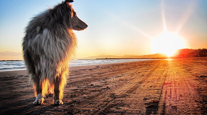 animals, coast, sunset, Sun, dog, sand