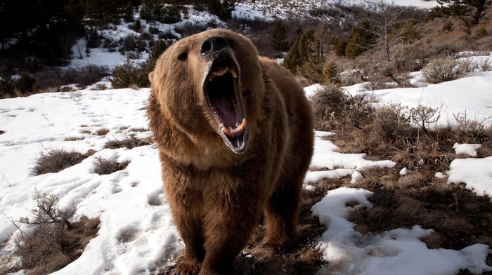 bears, grizzly bears, snow, animals