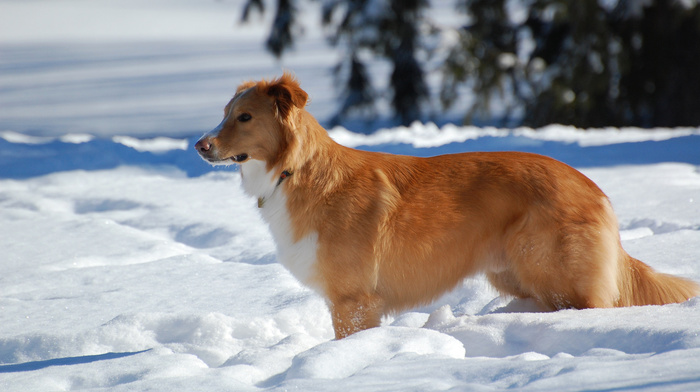 dog, winter, snow, animals
