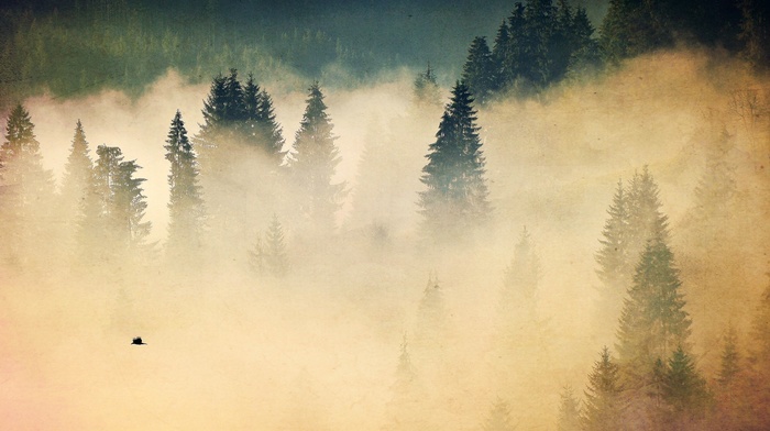 nature, fall, mist, trees, forest