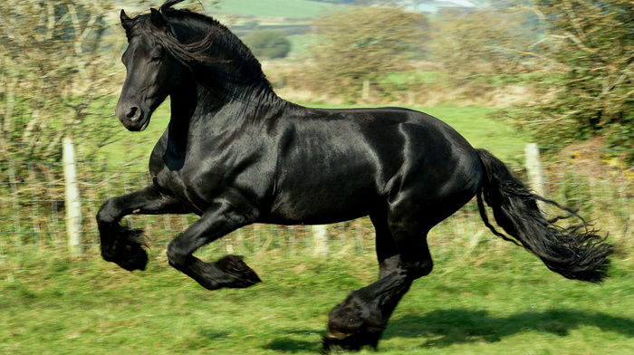 animals, black, horse
