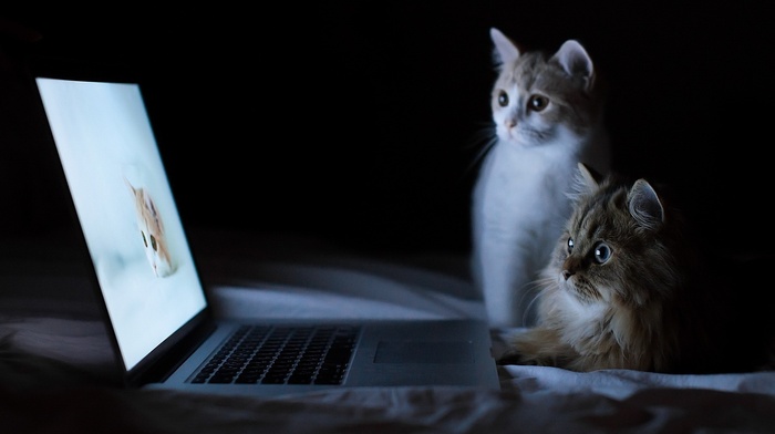 cat, humor, laptop, bed