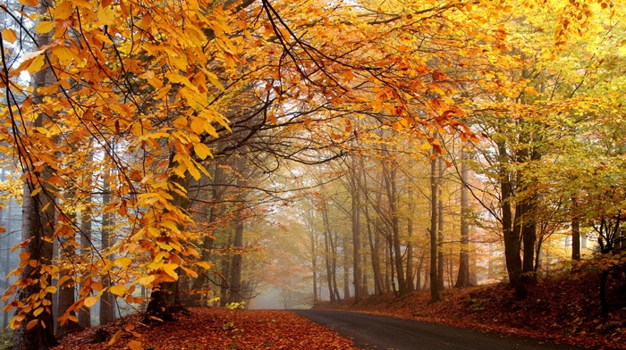 mist, trees, nature