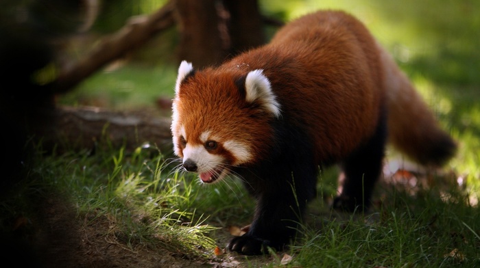 nature, animals, red panda