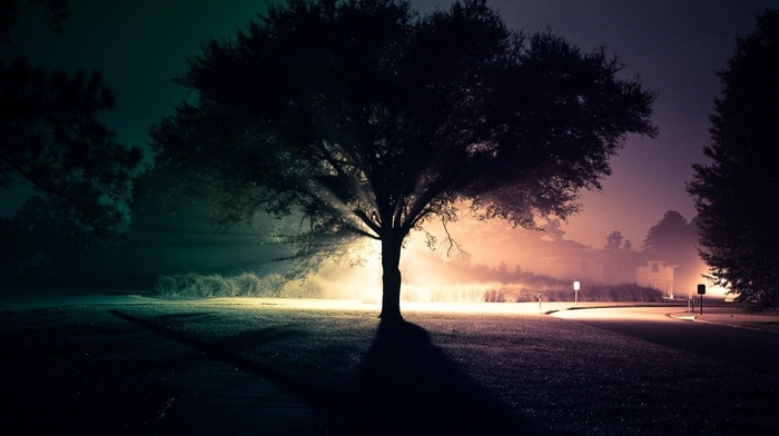 light, cities, road, tree, street, night