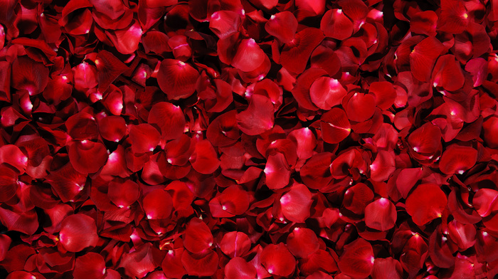 background, petals, red, rose, flowers