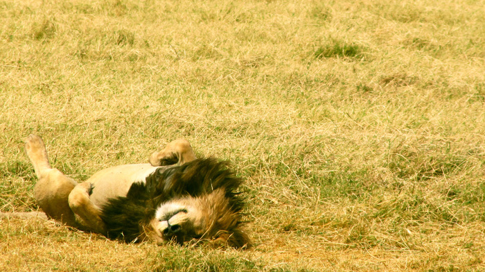 rest, grass, lying down, field, animals