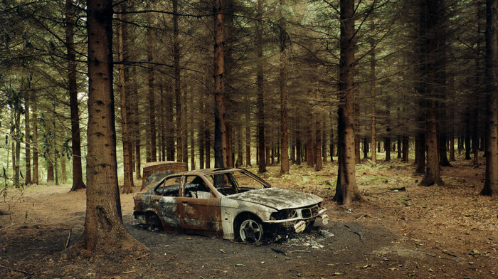 cars, automobile, bmw, forest