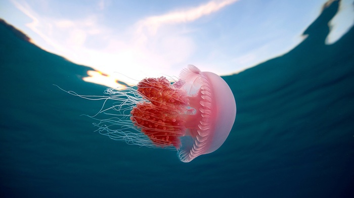 jellyfish