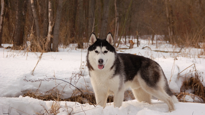 dog, snow, animals, winter