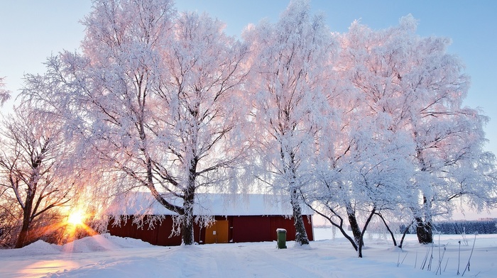 snow, nature, sunrise, trees