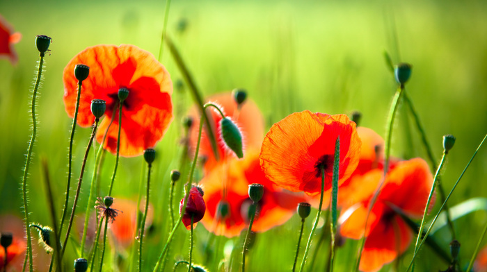 nature, poppies, red, greenery, flowers, grass