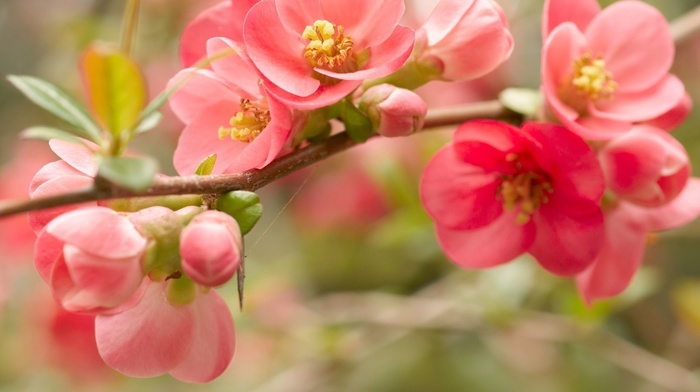 stunner, flowers, macro