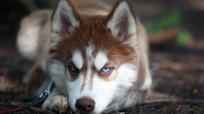 animals, eyes, dog, sight