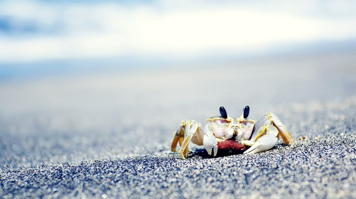 animals, sea, crabs, crustaceans, sand