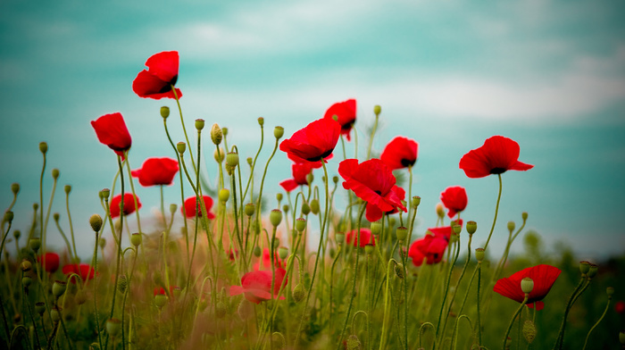 field, nature, red, sky, flowers, poppies