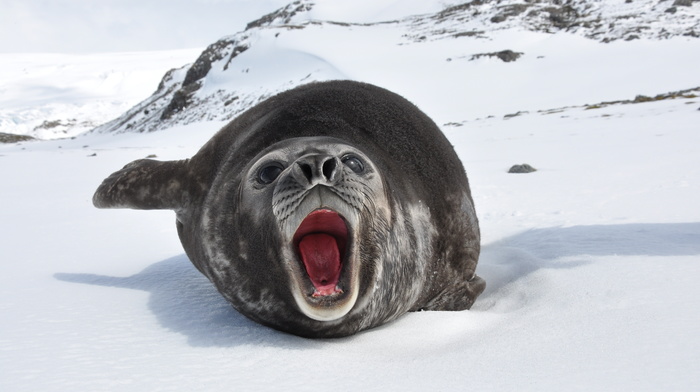 winter, animals, snow, ice, ocean, rocks