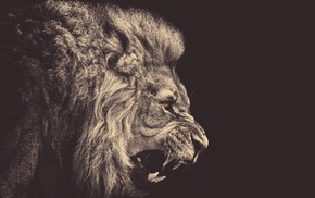 anger, lion, animals