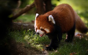 red panda, animals
