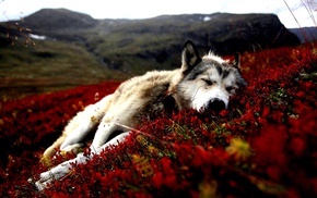 Siberian Husky, dog, animals, red flowers, flowers, sleeping