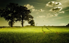 nature, grass, trees