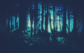 forest, trees
