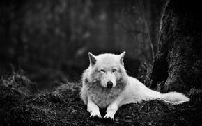 monochrome, nature, forest, wolf