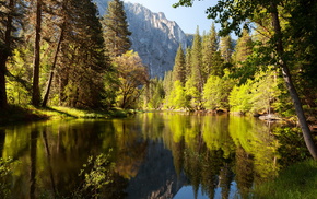 forest, trees, nature, lake