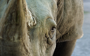 rhino, animal, horn, eye
