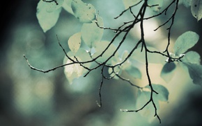 nature, depth of field, twigs, leaves