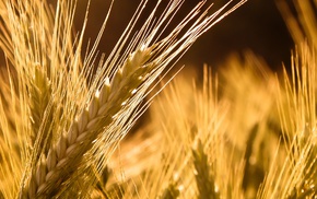 wheat, nature