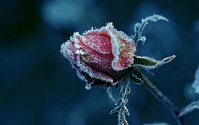 rose, frost, macro