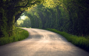 trees, landscape, road