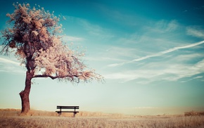 desert, bench, trees