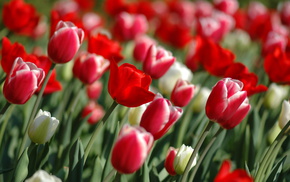 white, flowers, tulips