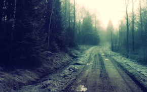 road, forest, trees