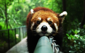 red panda, animals, anime, closeup, atmosphere, lazy