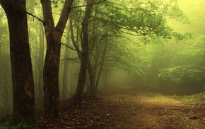 forest